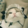 Фото профиля 踊り子さん🐱🦈🐺