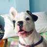 Pee-Pie's profile picture