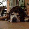Snoopy31โ๏ธโฝ๏ธ profil fotoฤrafฤฑ