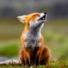 Wildly so-cal profil fotoğrafı
