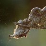 falbala_la profil fotoğrafı