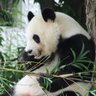 赤い草's profile picture