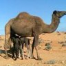 أبو علي ال مريع's profile picture