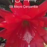 ipek65 profil fotoğrafı