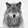 Profilbild von L.O.T.P.