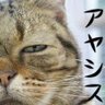 Profilbild von ラーメン大好き@DQW
