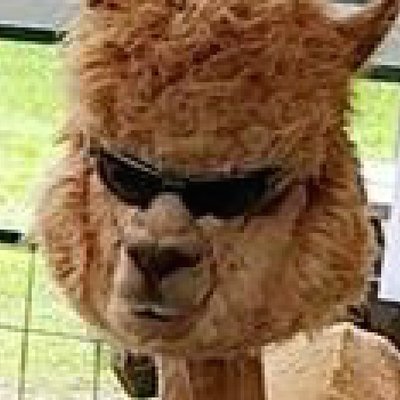 TheAlpacaQueen's profile picture