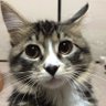 愛猫はポチ's profile picture