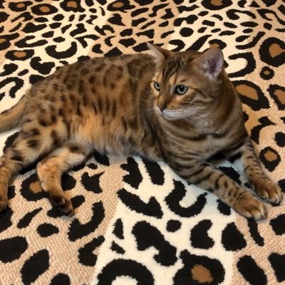 J1VBDgsdZwXokfr's profile picture