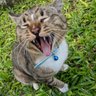 Profilbild von SF α 🐱