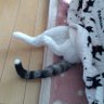 しろ 的头像