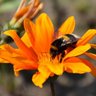 Profilbild von 花喰鳥くまばち 糸紡ぎと季節