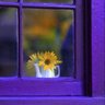 Фото профиля thatcornertable