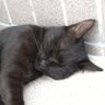 おーるでん 的头像