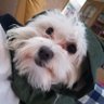 SGM55's profile picture
