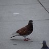 LiLPigeon's profile picture