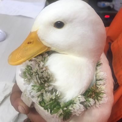 wasabi_callduck's profile picture