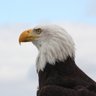 Scott Dickinson's profile picture