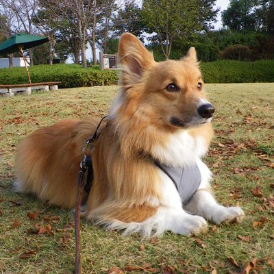 313CCC's profile picture