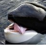 Baleia da Vila🐋 profil fotoğrafı