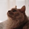 すげっぽ's profile picture