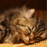 ピカード profil fotoğrafı