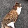 コマツナ 的头像