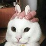 Фото профиля Trás o travesseiro que eu vou dormi ;-;