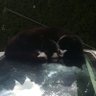 Profilbild von Thrunn the Bear