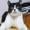 波音色's profile picture