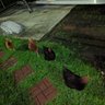 Profilbild von NOLA Backyard Chickens