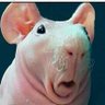 Profilbild von ROOT
