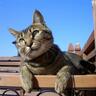 KABA's profile picture