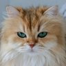 Jiquitaia profil fotoğrafı