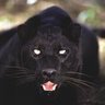 Profilbild von Marquis Long