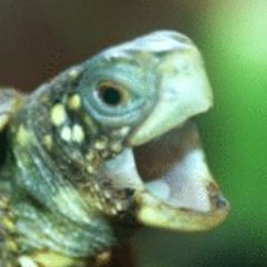 Vedal987's profile picture