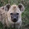 Mara Hyena Project profil fotoğrafı