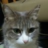 トム's profile picture