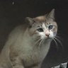 Фото профиля 猫幸