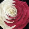 محبة للخير 🇶🇦's profile picture