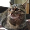 まるこ profil fotoğrafı