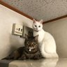 Фото профиля 手を洗うめりいさん ⭐︎ネコは顔を洗う