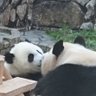 Profilbild von 半チャーハン大盛で