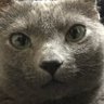 はるふー profil fotoğrafı
