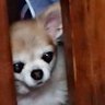 めぐ 的头像