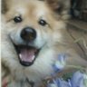 じゅちょまる🐾 profil fotoğrafı