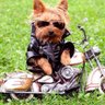 Profilbild von lauro maciel