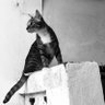 kadaafa profil fotoğrafı