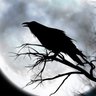 کلاغ سیاه profil fotoğrafı