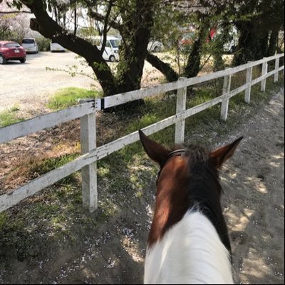 gogo_chibisuke's profile picture
